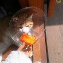 마하나임농장 이미지