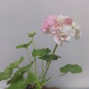 달보드레 이미지