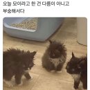 후룹 로스터스