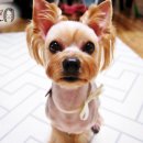 도토리펫샵 이미지