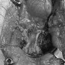 강내동물병원 이미지