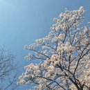 도로변(항동 169-1) | 대전 한밭수목원 벚꽃 명소 4월 꽃구경 아이랑 피크닉 갈만한곳 국내 여행지 추천