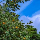 중앙공원 이미지