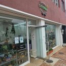 별화원 | 공주 화분 가게 <우주별화원> 마오리 소포라 구매 후기