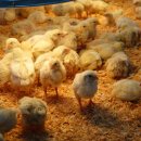 씨유익산동산쉼터 | 익산 액션하우스 동물먹이주기 체험 전북 익산 아이와 가볼만한곳