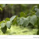 다래나무(Actinidia arguta) 이미지