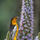 Bullock's Oriole 이미지