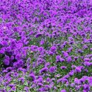 전곡시장 이미지