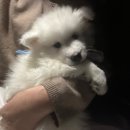 퍼피멜로디 이미지