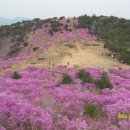 마산 무학산 진달래 홀릭산행 이미지