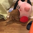 빌리프커피
