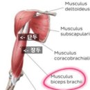 피티아지트