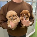 앨리스코리아켄넬 이미지