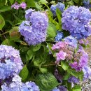 송림하늘안 이미지