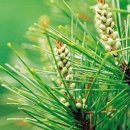 솔잎이슬 이미지