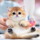 강남고양이분양캣프렌즈