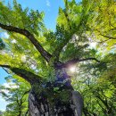 은행나무로 이미지