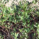 우리산약초 이미지