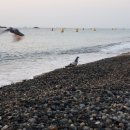 봉길대왕암(문무대왕릉) 이미지