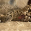 악어 스크린 골프 이미지