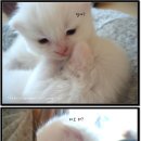 아잉