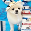 샤방하개 이미지