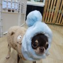 상상도그 이미지