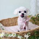 바우미우동물병원 이미지