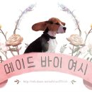 나나장 이미지