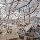 지하철 2호선 개금역 | [부산]벚꽃 명소 일본 감성으로 유명한 개금 벚꽃문화길