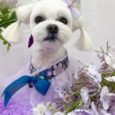 위풍댕댕 이미지