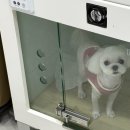 짱구 애견 하우스 이미지