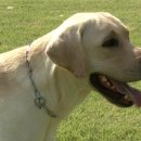 비바도기 이미지