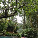 더뷰풀빌라 | 발리 우붓 정글뷰 숙소 • 더카욘 리조트 풀빌라 후기