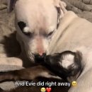 아기염소 이미지