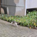 압구정중학교 | 24하반기 속성 기록글2_유사 히키의 일상