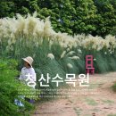 팜파스