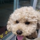 댕댕마실 이미지