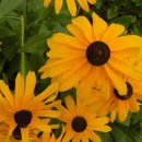 서대전초등학교 이미지