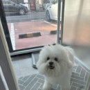 보리네펫미용 이미지