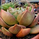 창전농장 이미지