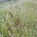 강아지풀 이미지