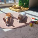 쿠이다르 이미지