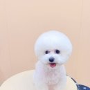 그루미재이 이미지