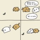 순진한 강아지 이미지