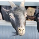 토종흑염소 이미지