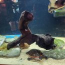 숲속통나무 이미지