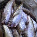 유현숙님 알도루묵 이미지