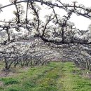 하얀농장 이미지