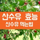 산수유 효능과 먹는법 이미지